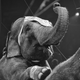 Illustration for article titled Why Freeing Elephant Performers Is Not Nearly Enough